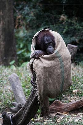 奇趣動物園粵語(全集)
